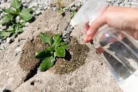 Home Remedies to Kill Weeds Down to the Root