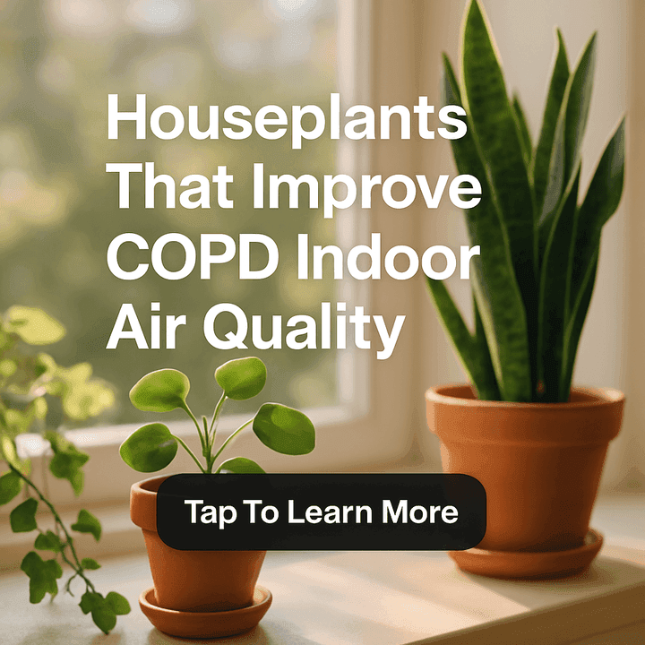 Top Houseplants That Help You Breathe Easier