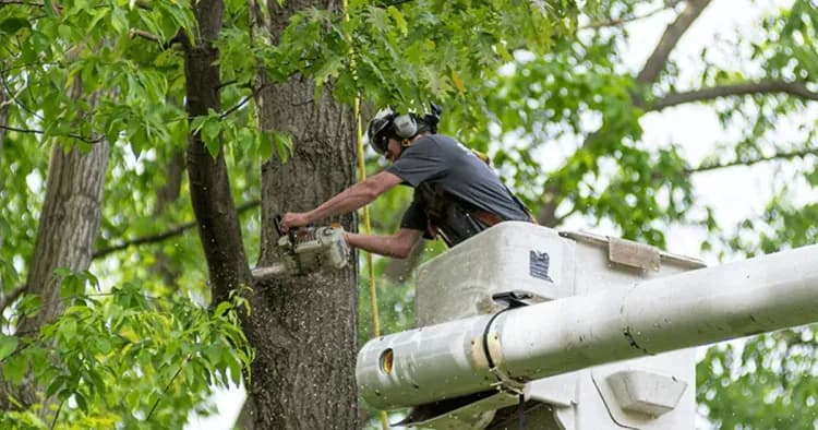 A Guide to Affordable Tree Removal Services for Seniors