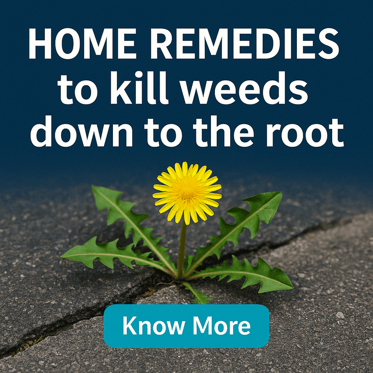 HOME REMEDIES to kill weeds down to the root